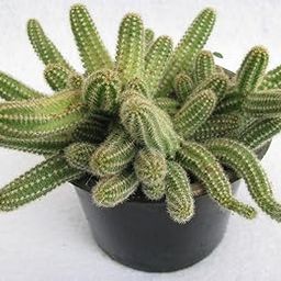 Creative Farmer Cactus Live Plants Echinopsis Chamaecereus, 7 Cm Pot Indoor (Air Purifier Healthy Plant)-image-65