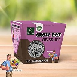 ORGANIC ALYSSUM FLOWER GROW BOX/KIT | INCLUDES LARGE POT,POTTING MIX,SEEDS,SCRAPER TOOL,ROOT-O-SHOOT,PLANT NUTRIFIER,BUG DETERRENCE POWDER,PERFECT FOR HOME KITCHEN GARDEN & GIFTS-image-45