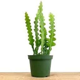 M.D. FARM AND NURSERY | Fishbone Cactus live plant with pot-image-13
