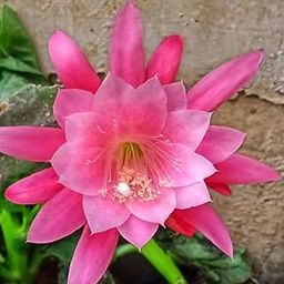 Pink Brahma Kamal Plant | Live Home Flower Plant/Tree (Height 0.5-1 Feet) | Pack of-1 Healthy Plant-image-47