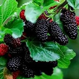 Natura GreenHouse Special Sweet And Healthy All Time Mulberry/Shahtoot Fruit (Cutting/Grafted) Live Plant-image-15