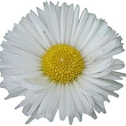 Nema Miracle Daisy Chrysanthemum Seeds - White - 100 Pcs-picture-25