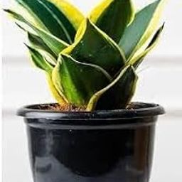 Hybrid Snake Plant with Decorative Pot, 25 cm Height, Green and Yellow Variegated Leaves, Low Maintenance Indoor Plant-image-53