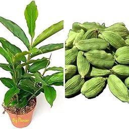 Big Planter Elaichi Spice Plant for Home Garden with Pot - Fresh plant with pot pack of 1-image-15