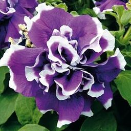 Radha Krishna Agriculture® Petunia Double Imported Flower Seeds for Home and Gardening Pack 50 to 60 seeds (DARK PURPLE SHADE)-image-12