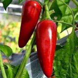 Red Bullet Chilli Seeds for Home and Kitchen Garden, Pack of 75 Seeds-image-62