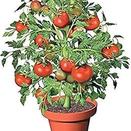 Tomato plants for home garden (pack of 4)-image-16