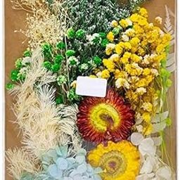 Prescent Multicolor Real Dry Flower Big Packet for Resin Art, Craft, Projects, Decoration, Jewelry Making, and Much More (PKT-MG20578)-image-7