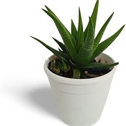 Creative Farmer Succulents For Desktop Aloe Black Beauty (Gastrolea Midnight), 7 Cm Pot Brilliant Pink Leaves (Gardening Healthy Live Plant)-30