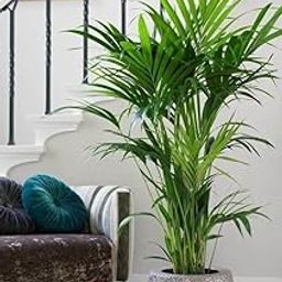 The Entacloo Areca Palm (KJ250)-image-70