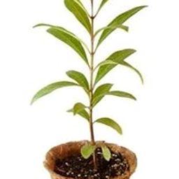 SelfLine | Black Hybrid Jamun Tree Plant Black jamun Java Plum Healthy Live Plant-picture-24