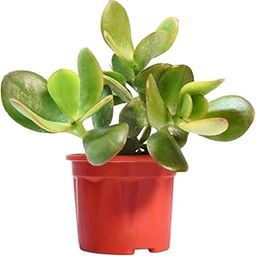 Crassula Ovata Jade Plant (Feng Shui Good Luck Vastu Plant) With Pot | Ideal For Living Room, Bedroom, Kitchen, Dining Table, Office Desk-image-49