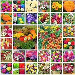 Earth Hopper Whole YearFlower Seeds Supply Bank - 30 Hybrid Variety - 1100 Seeds-image-45