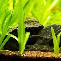 Dwarf Sagittaria Aquarium live plant,live healthy plant with 2 pot-image-40