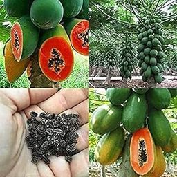 Taiwan Red lady 786 f1 hybrid papaya seeds - Pack of Seeds 100-image-93