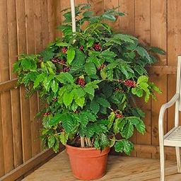 Creative Farmer Live Plant Coffee Tree Rare Arabica Exotic Outdoor Plants Garden Plant(1 Healthy Live Plant)-image-59