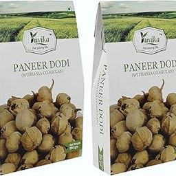 YUVIKA Paneer Dodi - Paneer Ke Phool - Withania Coagulan 250 Grams Pack of 2 Boxes-image-24