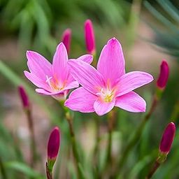 Rain Lily Live Indoor Plant, Pink and White Flowering, for Home Office and Living Room-image-59