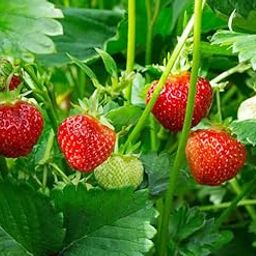 Strawberry Natural Live Plant (Pack of 2)-picture-15