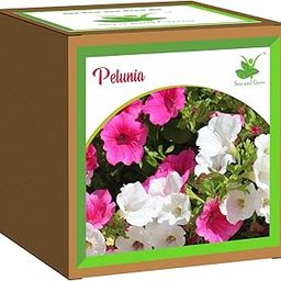 Sow and Grow Seed Starter Grow Kit of Petunia Flower || for temperatures 15-25 Degrees || DIY Easy Grow it Yourself Gardening Kit for Home and Garden || A Complete Beginner Gardeners Set-image-79