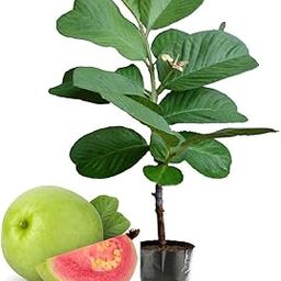 Seedless Amrud Live Red Diamond Guava Grafted Plant & Tree (Pack Of 1),CF_N163-image-66