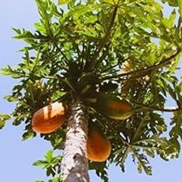 Hybrid papaya seeds for home garden Pack Of 1000-image-37