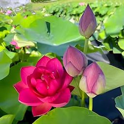 PAJUSDYASI-All Time Beautiful Hybrid Big Lily Red Lotus Tuber/Root Flower Plant Tree|| Granted Blooming 30 Days For Home Garden Outdoor Indoor Plant.-image-56