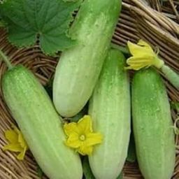 SREE Vegetable Fresh Cucumber Hybrid Seeds for Home Gardening | Summer Vegetable Seeds for Home Garden | Green Gardening Vegetable Seeds for Kitchen | Hybrid Cucumber Seeds (30 PCs PAr pack)-image-66