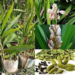 Skycom Live Kerala Green Cardamom Choti Elaichi Spice Plants For Home Garden PLant Hybrid Variety Healthy Live Plant (Elaichi/Cardamom Plant)-image-50