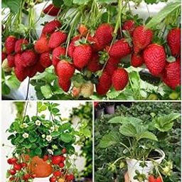 TAJ PLANT Live Red Gauntlet Strawberry Fruit Live Healthy Hybrid Live Red Strawberry Fruit Very Sweet juice Healthy Hybrid Plant-image-34