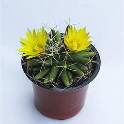 Rudyn Gladioli Farm, Mammillaria Longimamma, Globe Cactus, Nipple Cactus-image-19