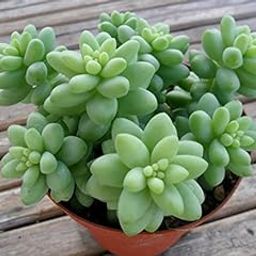 PlantaZee Succulent Live Plant Burro's Tail - Sedum-image-16