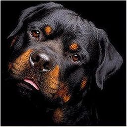 CALANDIS™ Full Drill Black Dog DIY 5D Diamond Painting Embroidery DIY Paint by Number Kit Home Wall Decoration-image-34