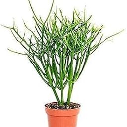 Charming Gronhus Live Live (Barahsingha बारहसिंघा) Pencil Cactus, (Natural Mosquito Repellent) For Home/Balcony/Garden - 1 Healthy Live Plant with Pot-image-10