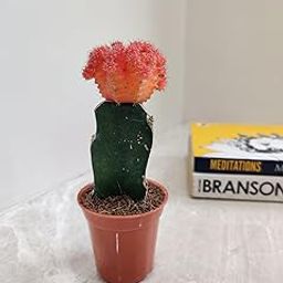 CAPPL Moon Cactus Live Plant (Small, Orange and Yellow)-picture-18