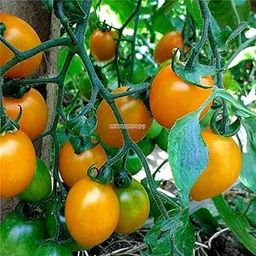 M-Tech Gardens Rare Yellow Cherry Tomato Heirloom Ornamental Tomato Seeds for Growing (30 Seeds Pack) YCTOMATO115-image-59