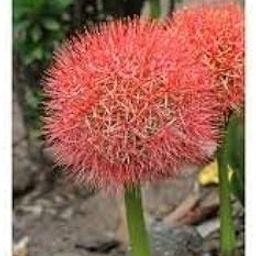 Football Lily Flower Bulbs Imported for Home Garden Pack of 2 Bulbs By Zabbus-image-30