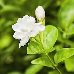 Oyeboy Jasmine Flower Plant Live White Mogra/Jasminum sambac/Arabian Jasmine Aromatic Flower Plant For Home Garden with 4'' Black Pot-image-37