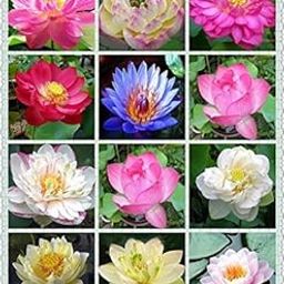 Afflorance Lotus Flower Mixed Colour Seeds (Pack of 15 Seeds)-image-16