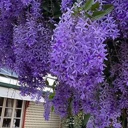 Petrea - Sandpaper Vine. Add Elegance to Your Garden with Purple Wreath Vine (Petrea volubilis) - Stunning Climber, Low Maintenance, Beautiful Purple Flowers - Stunning Lilac Flowers-image-54