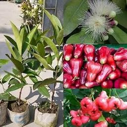 NEW DEBNATH NURSERY RED WATER APPLE THAI VARIETY GRAFTED LIVE PLANT-image-73