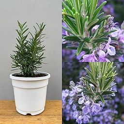 Rosemary plant live with pot for hair growth,Rosemary Salvia Rosmarinus Live Plant Indoor/Outdoor Plant Herbs, 1 live herb plant-image-11