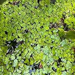 Live Duckweed Aquatic Plants, Floating Pond Plants, Fresh Green||Live Aquarium Duckweed Plant||Duck-image-63