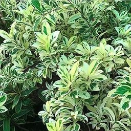 Hug A Plant | Ficus Starlight, Ficus benjamina Ornamental Live Plant (Home & Garden)-image-7