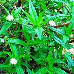 Rameshvar Enterprises | Bhringraj Plant, Eclipta alba - Plant-image-23
