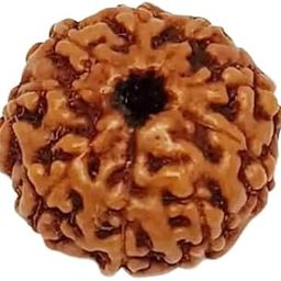 Astro Cart Nau Mukhi Rudraksha Loose Indonesian Rudraksha Bead नौ मुखी रुद्राक्ष ओरिजिनल 9 Mukhi Rudraksha Certified Nine Mukhi Rudraksha Brown Color 9 Face Rudraksha For Pendant-9
