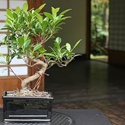 Bonsai live plant for home pack of 1,small size plant 1 year old-image-78