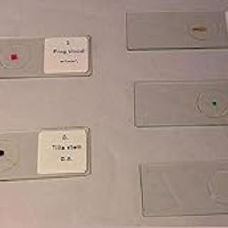 Connective Tissue Types Microscope Slide Set| Set of 12 Slide|-17