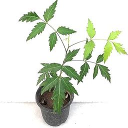 Creative Farmer Live Fruit Plant Neem (Azadirachta Indica) Neem-Azadirachta Sapling Plants Home Garden Plant(1 Healthy Live Plant)-image-47
