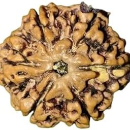 Blustone Best Chhah Mukhi Rudraksha Puja Beads 6 Faces Nepali Rudraksha Original Certified ৬ মুখি রুদ্রাক্ষ छह मुखी रुद्राक्ष Pure 6 Mukhi Rudraksha Nepali Ruthrajam 6 മുഖ രുദ്രാക്ഷം 6 मुखी रुद्राक्ष-image-9